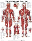 Muscle Chart Poster Rigid Lamination