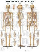 Skeletal Chart Poster Rigid Lamination