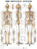 Skeletal Chart Poster Soft Lamination